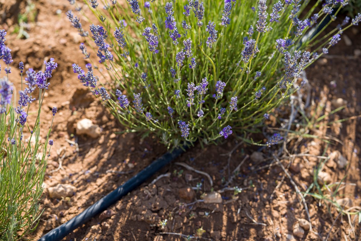 Drip irrigation pipe for a lavender plant in rocky soil.