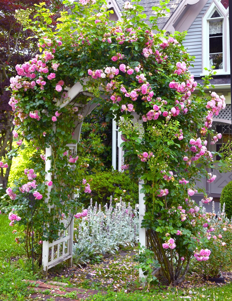 Climbing roses cover this wooden garden arch. Roses are blooming pink.