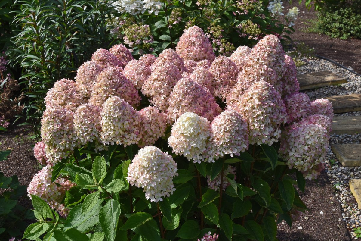 Hydrangea paniculata ‘White Light’. Hortensia shrub with pale pink flowers at the end of flowering in a garden