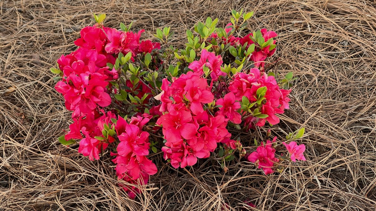 Bright pink azelea in full bloom with pine-straw mulch