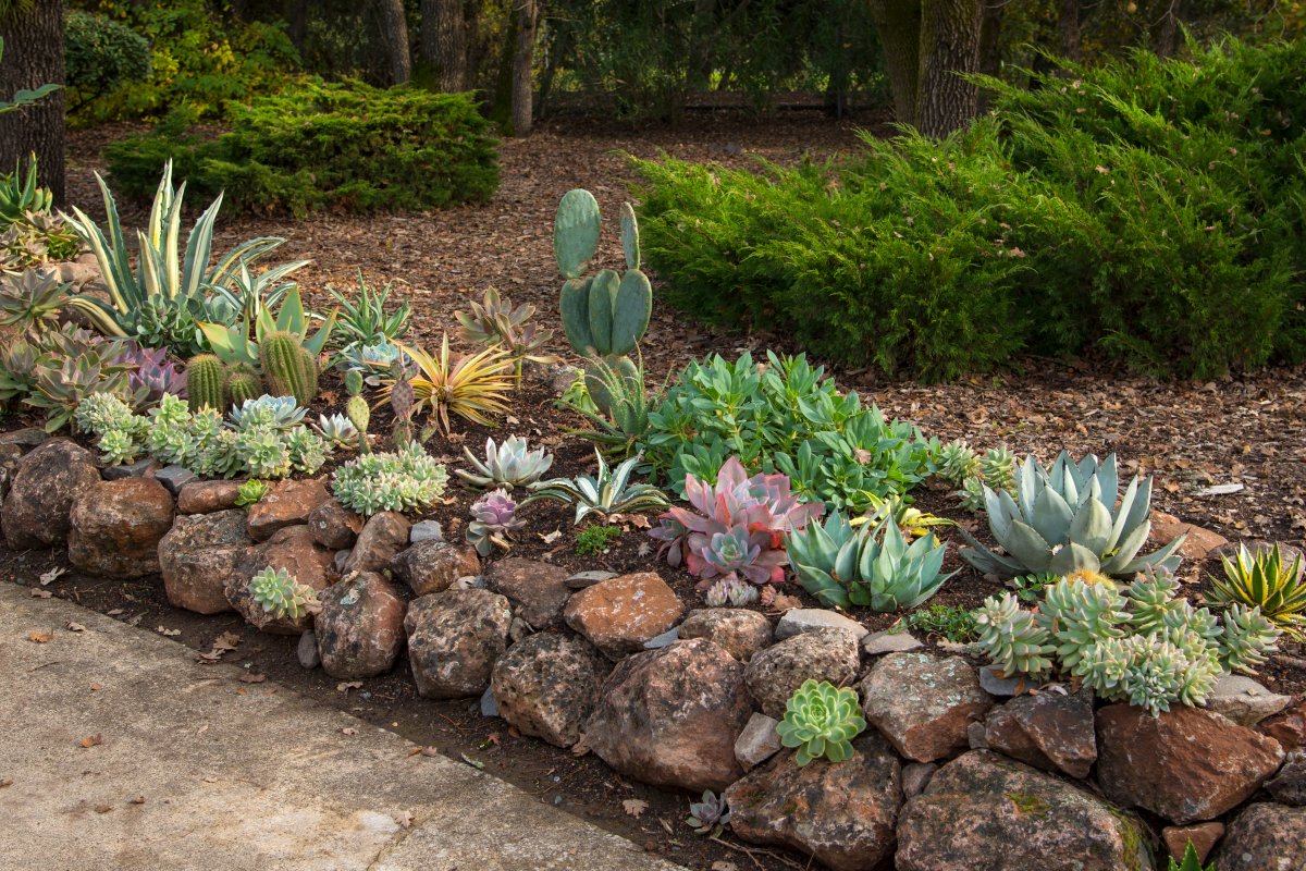 Drought resistant gardening using succulents, with rock border.