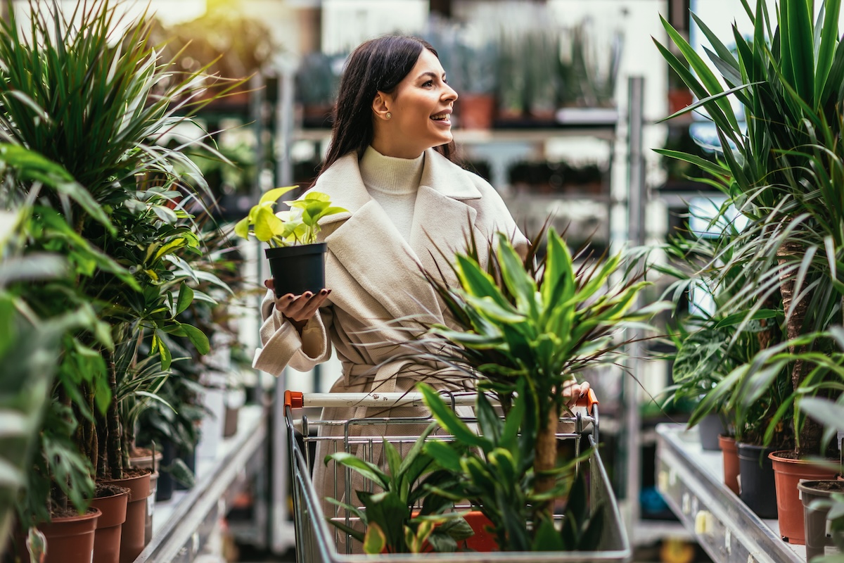 A person shopping for houseplants in Lowe's.
