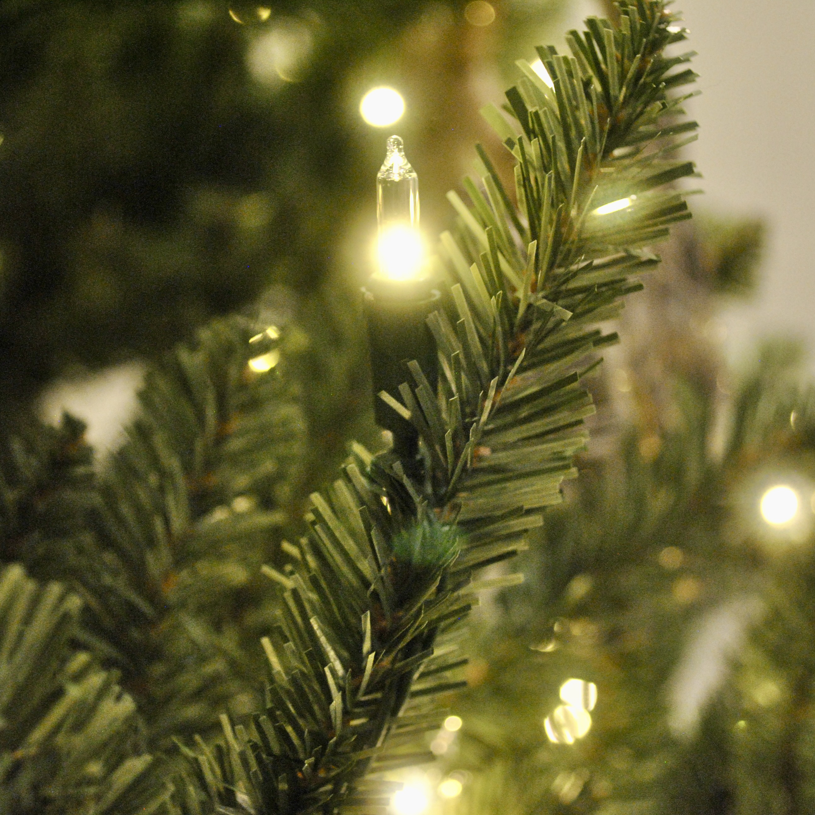 BH Blue Spruce Close up