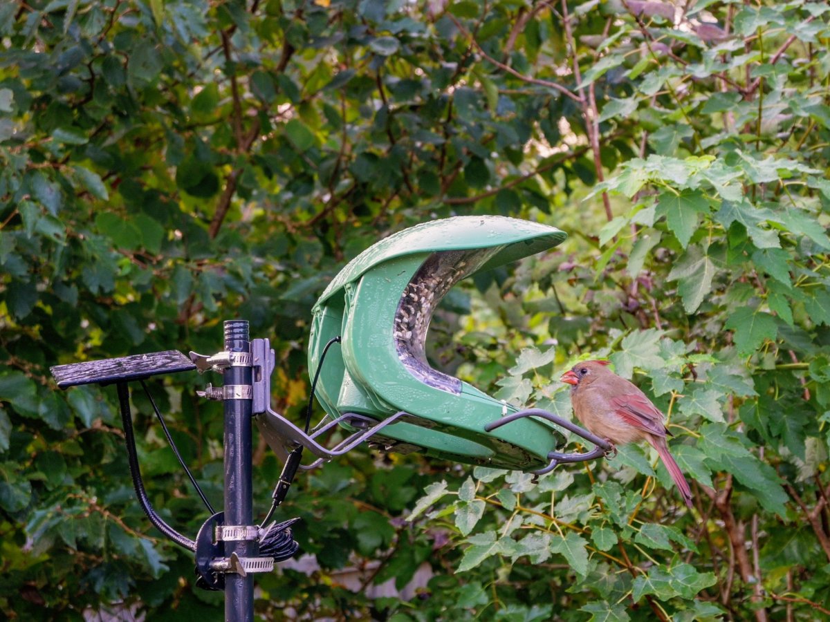 Birdfy 2 Duo Female Cardinal