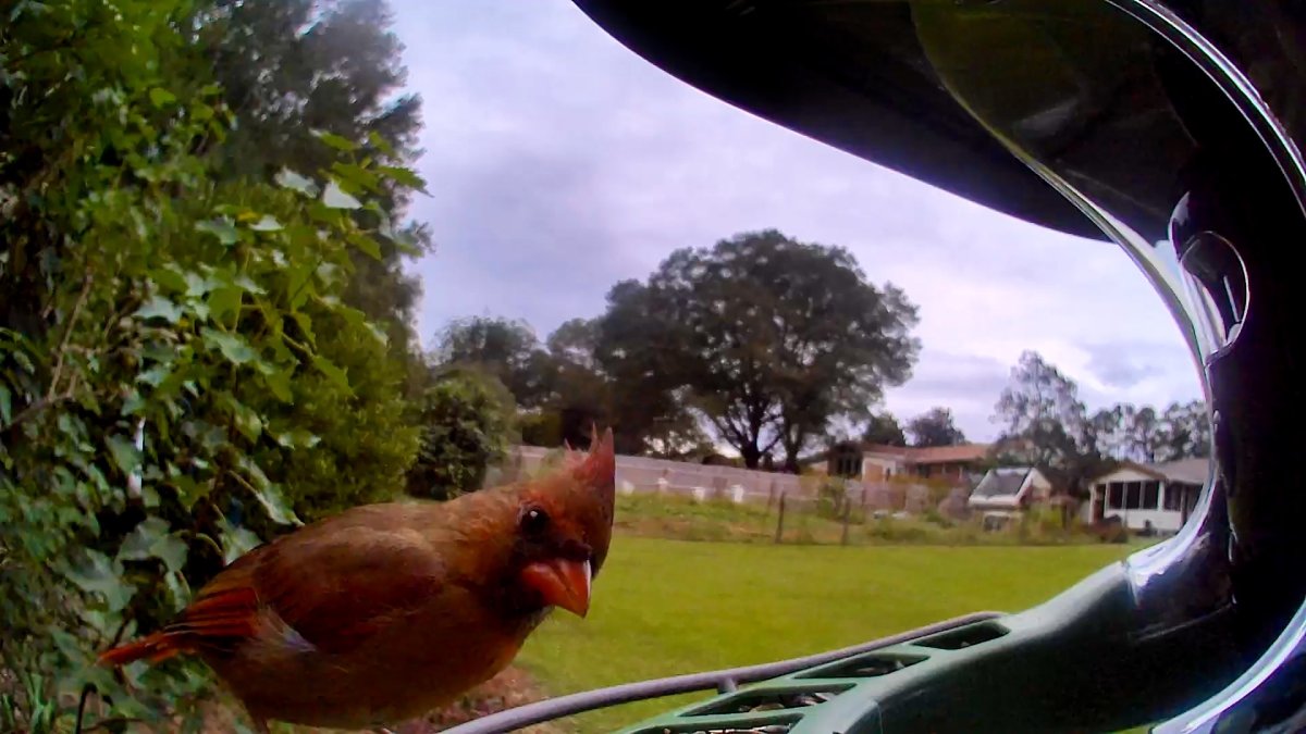 Birdfy 2 Duo_Side Camera