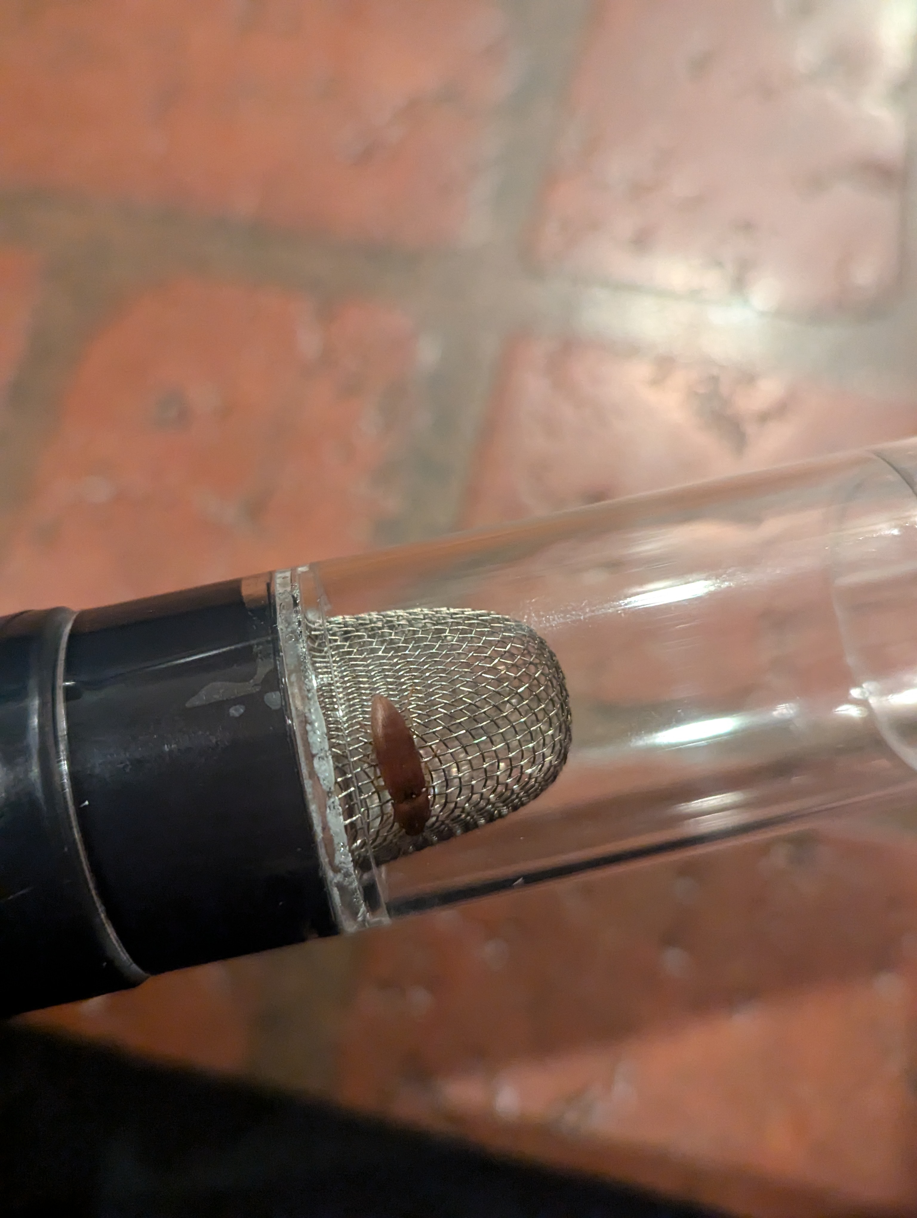 Flour Beetle trapped in a BugZooka.