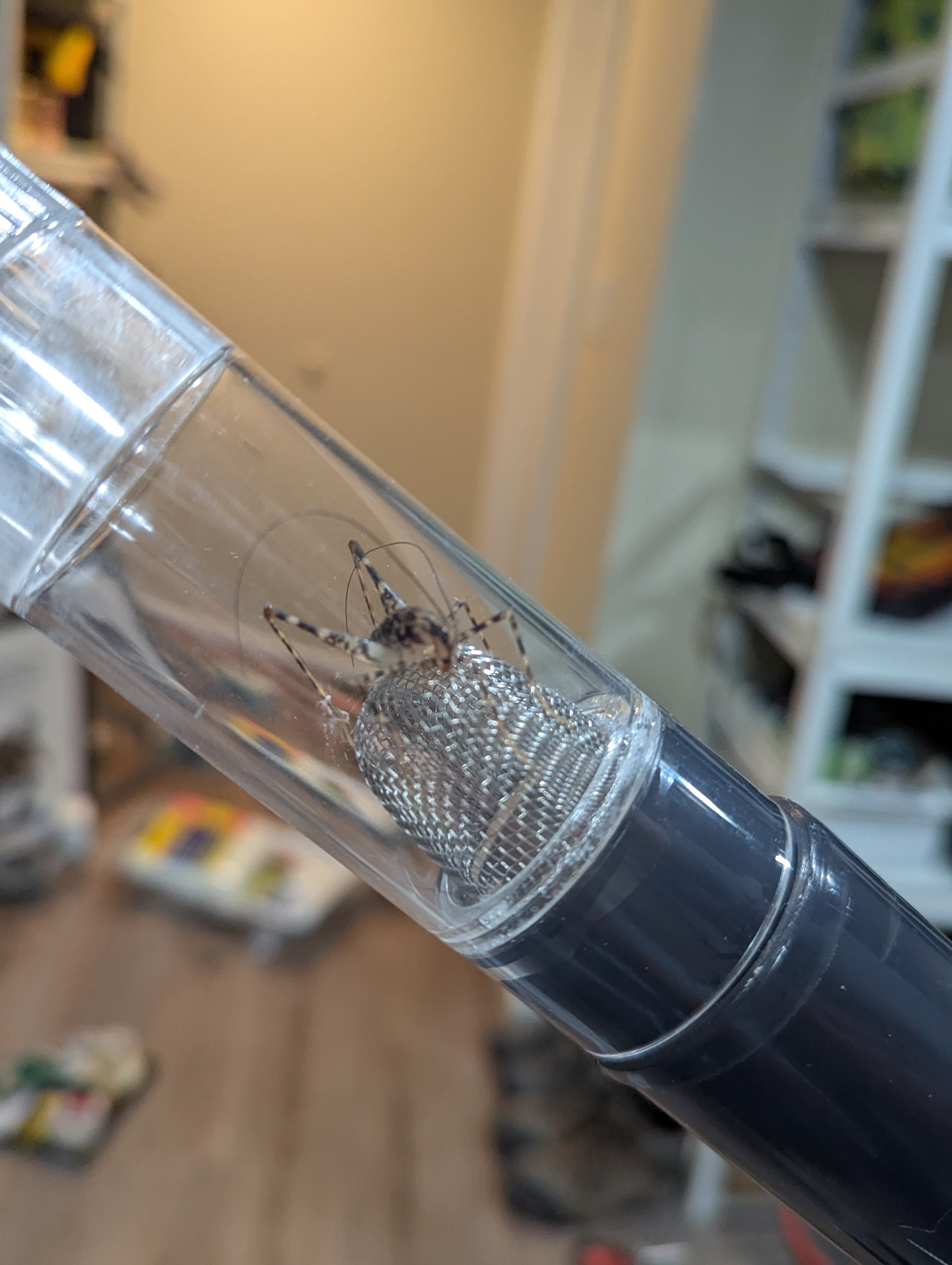 Grasshopper Trapped in BugZooka