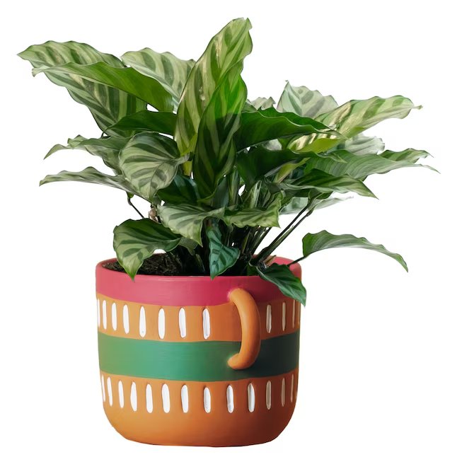 A colorful mug planter with a houseplant in it.