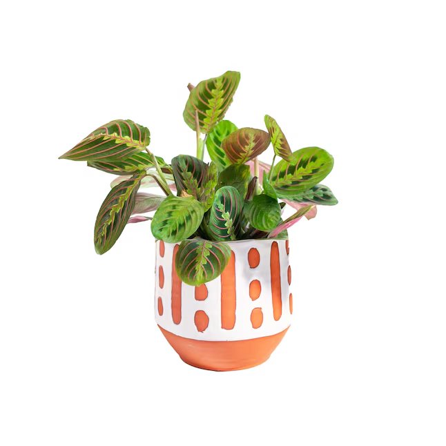 A small houseplant in a colorful painted planter from Lowes.