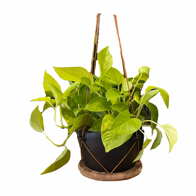 A trailing houseplant in a hanging planter from Lowes.