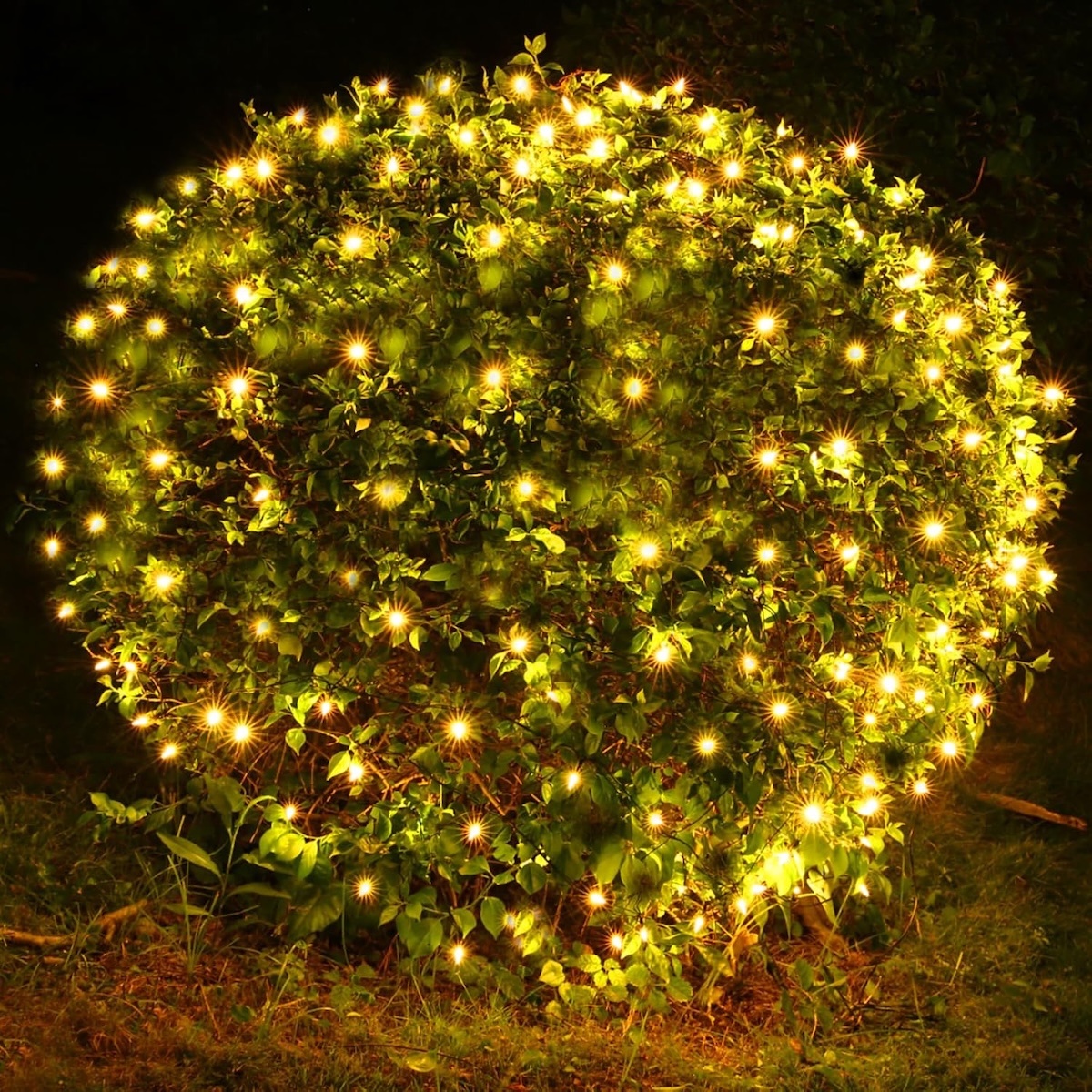 Meteds net lights in warm white over a sphere-shaped shrub.