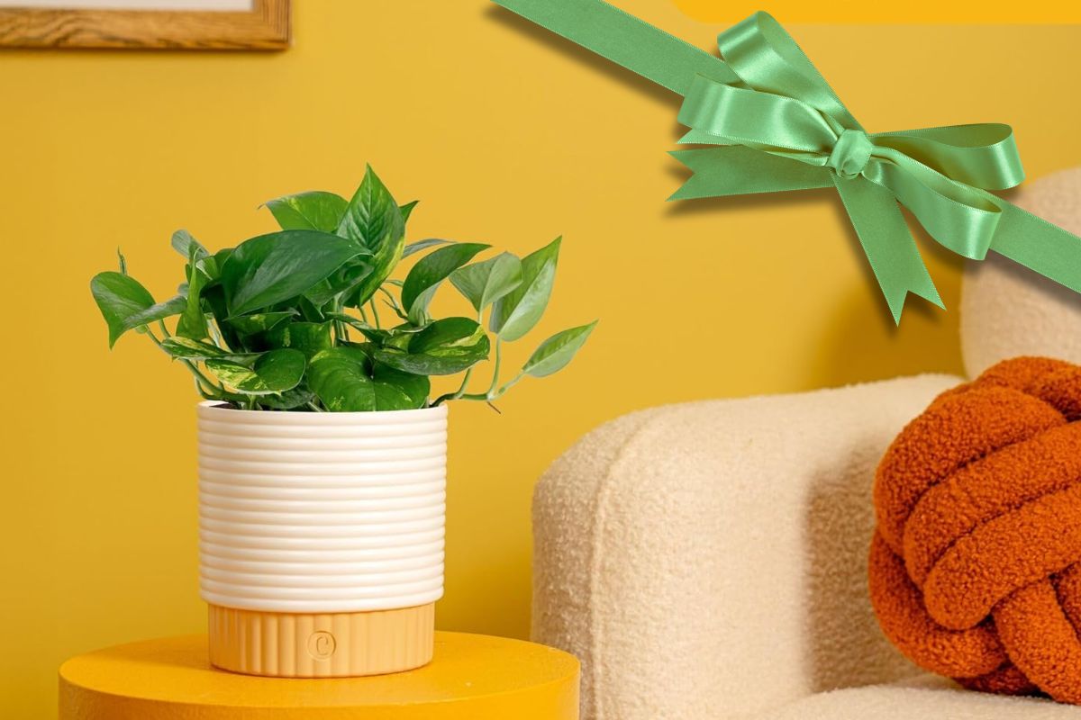 Best Houseplants to Give This Holiday Season