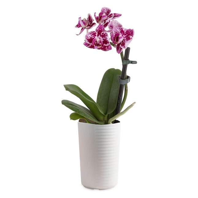 Costa Farms Phalaenopsis Orchid (4-oz Planter) on a white background