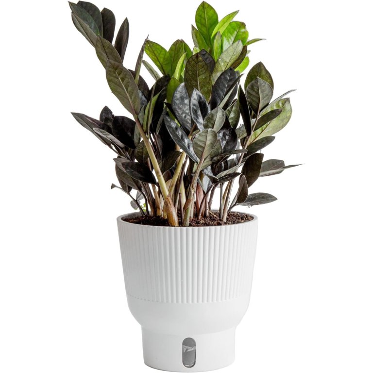 Costa Farms Raven ZZ Plant