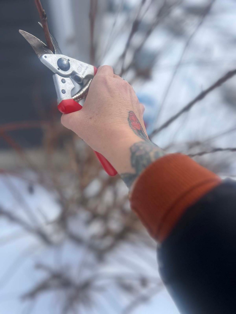 Felco 6 in action outside