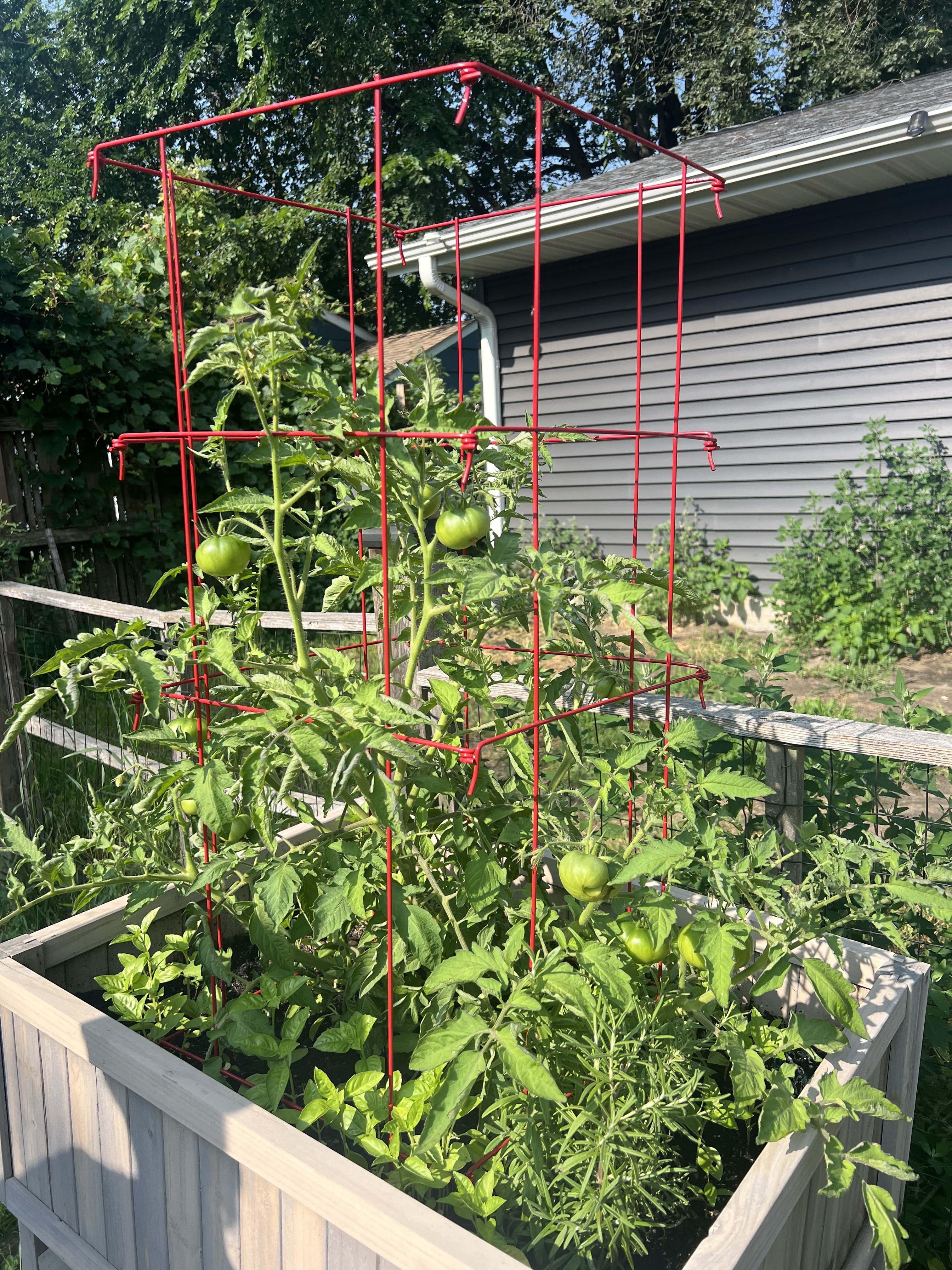 Gardener's Supply Co Tomato Cages filled with growing tomato plants