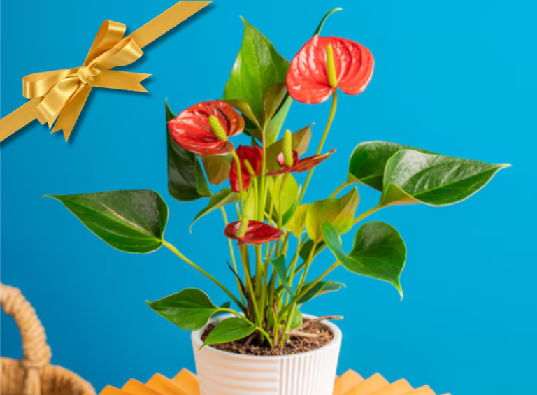 Houseplant gifts december 2025