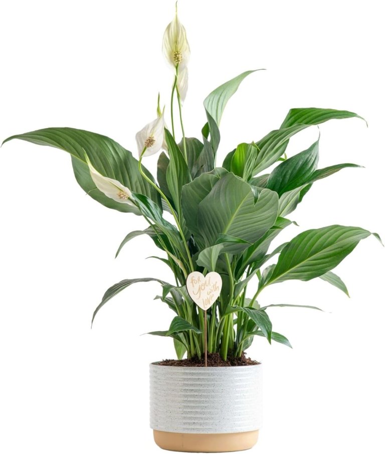 Costa Farms Peace Lily Live Plant in Decorative Pot, Air Purifying Flowering Indoor Houseplant, Perfect for Home, Room, or Office Decor, Great House Warming or Birthday Gift, 14-24 Inches Tall