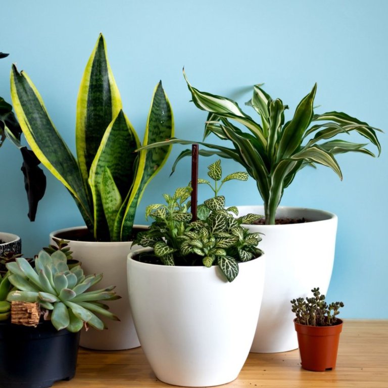 Plants Club Subscription