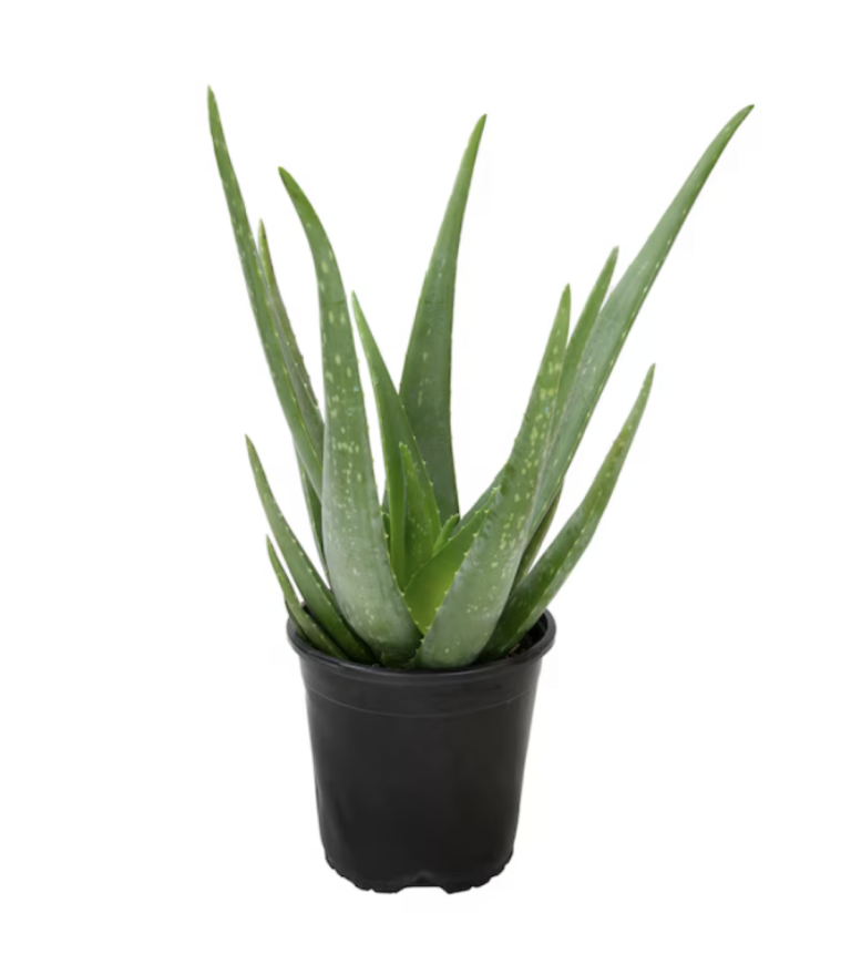 Altman Plants 1.0 -Pack Aloe Vera in 1 -Gallon Pot