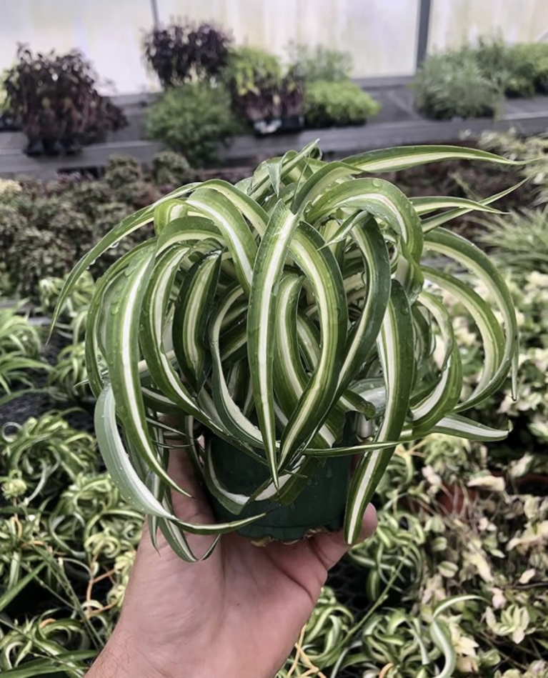 Spider Plant Live houseplant - Bonnie Curly Variety, Air-Purifying, Low Maintenance, Perfect for Home and Office Décor, Chlorophytum comosum, Easy Care Starter Plants