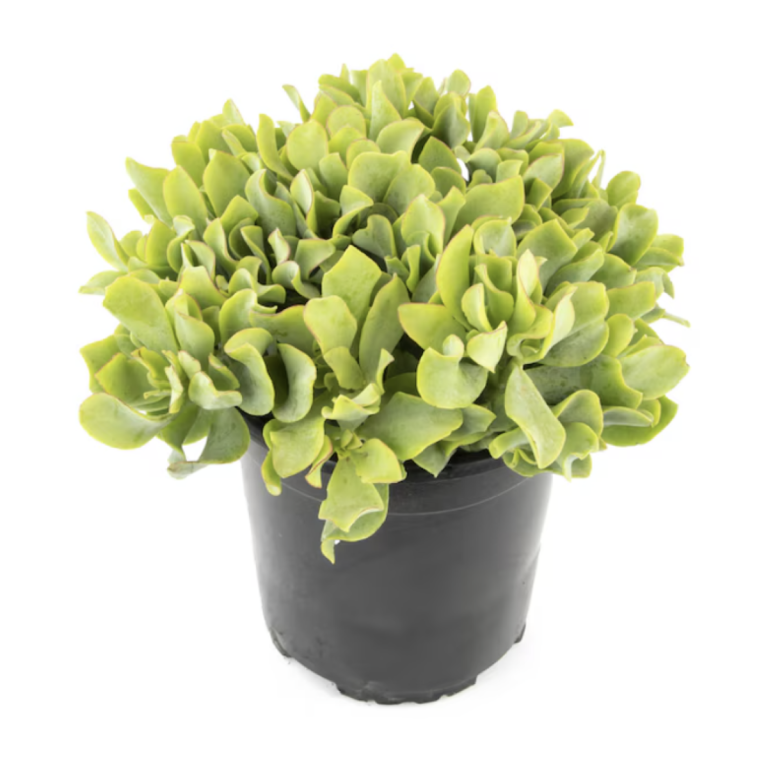 Altman Plants 1.0 -Pack Ripple Jade in 2.5 -Quart Pot