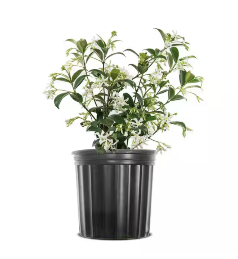 Perfect Plants 1 Gal. Confederate Jasmine Plant, Re-Blooming Fragrant White Flowers