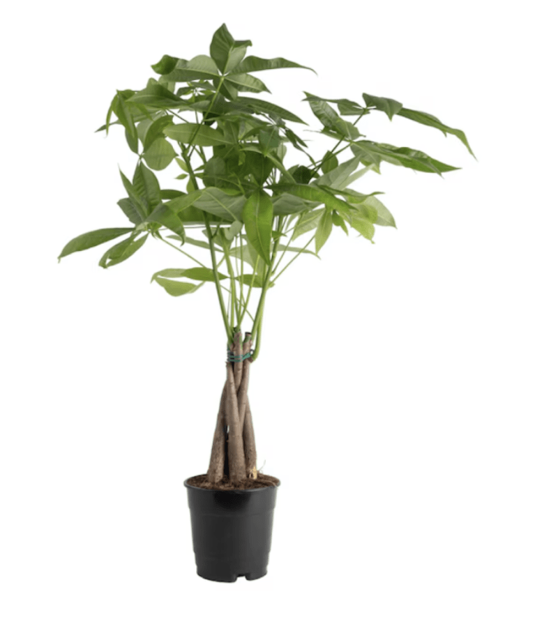 Costa Farms Pachira Braid Money Tree House plant in 4 Inch(es) Pot 1 -Pack