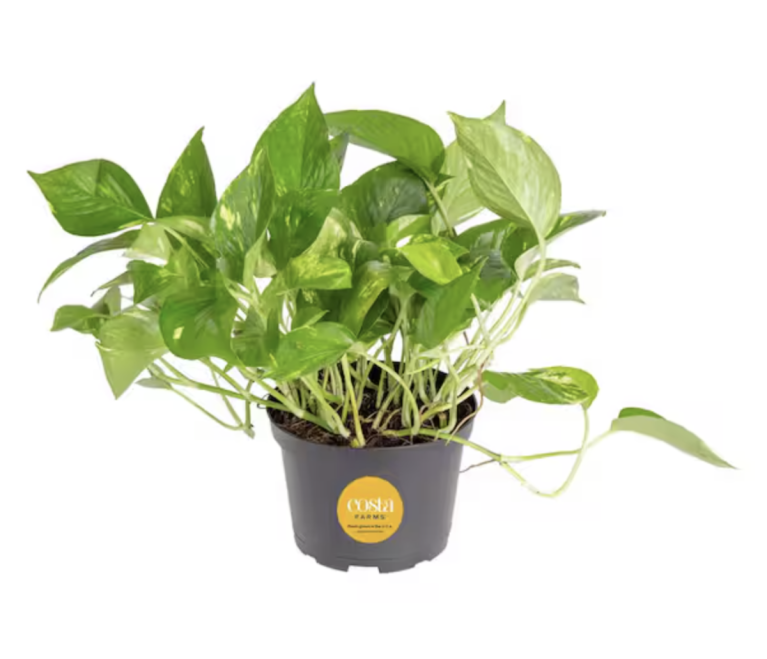Costa Farms Golden Pothos Indoor Plant in 6 in. Grower Pot, Avg. Shipping Height 1-2 ft. Tall