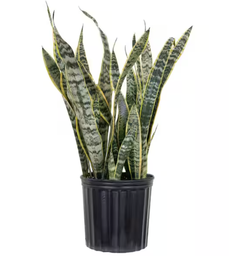 United Nursery Live Sansevieiria Laurentii Indoor Snake Plant in 9.25 inch Grower Pot
