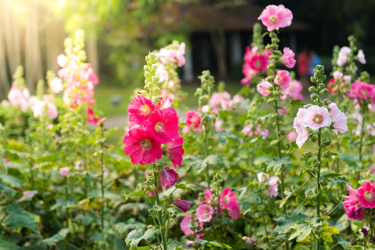 Pink and white tall hollyhock flowers in the garden. 