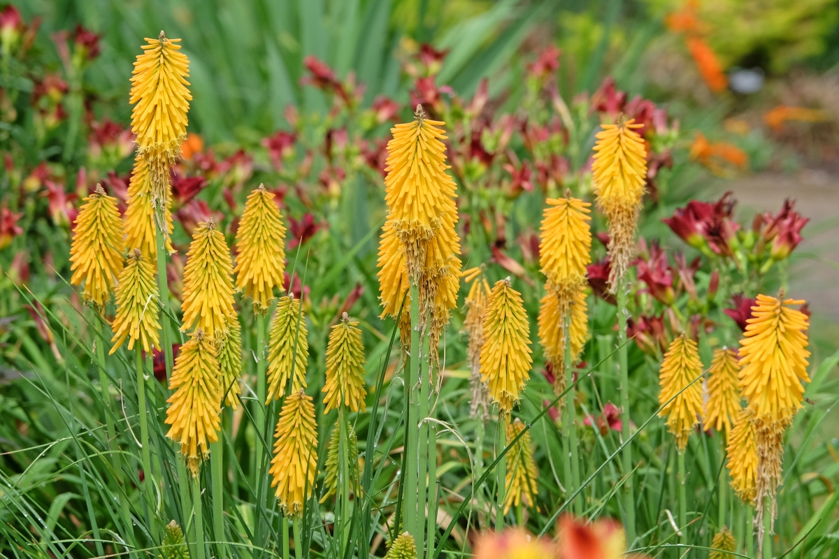 Yellow red hot poker flowers.