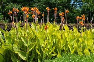 A group of tall canna flower plants in a garden.