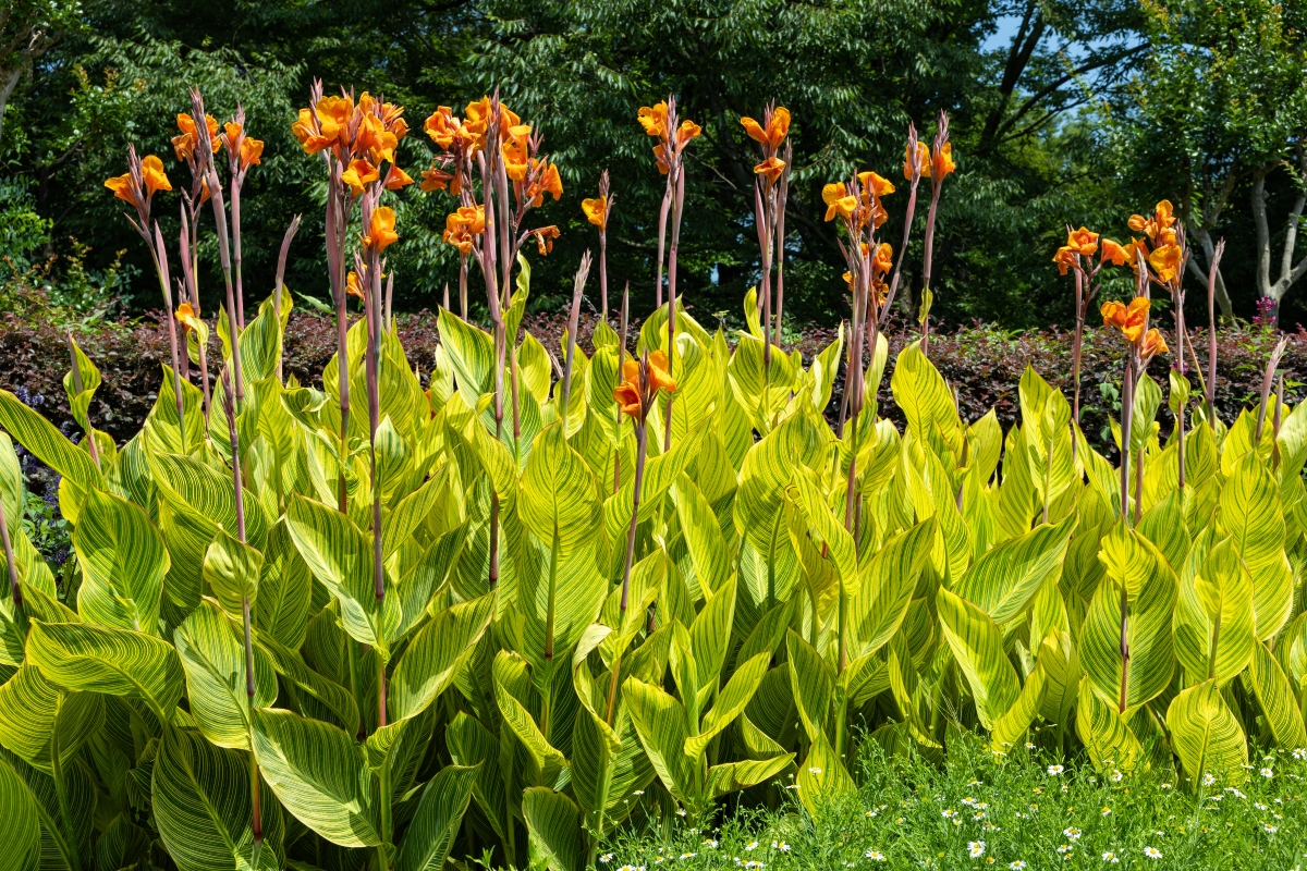 A group of tall canna flower plants in a garden. 