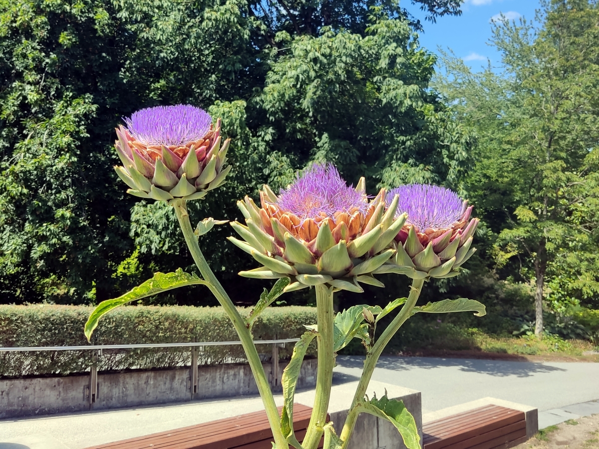 A cardoon plant with purple flowers. 