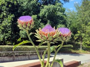 A cardoon plant with purple flowers.