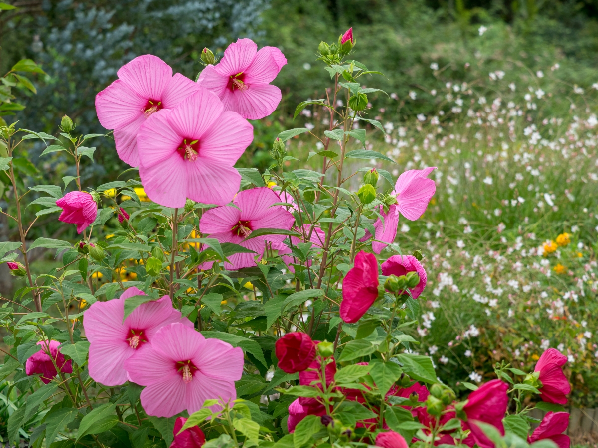 Tall pink hibiscus flowers with large pink petals. 