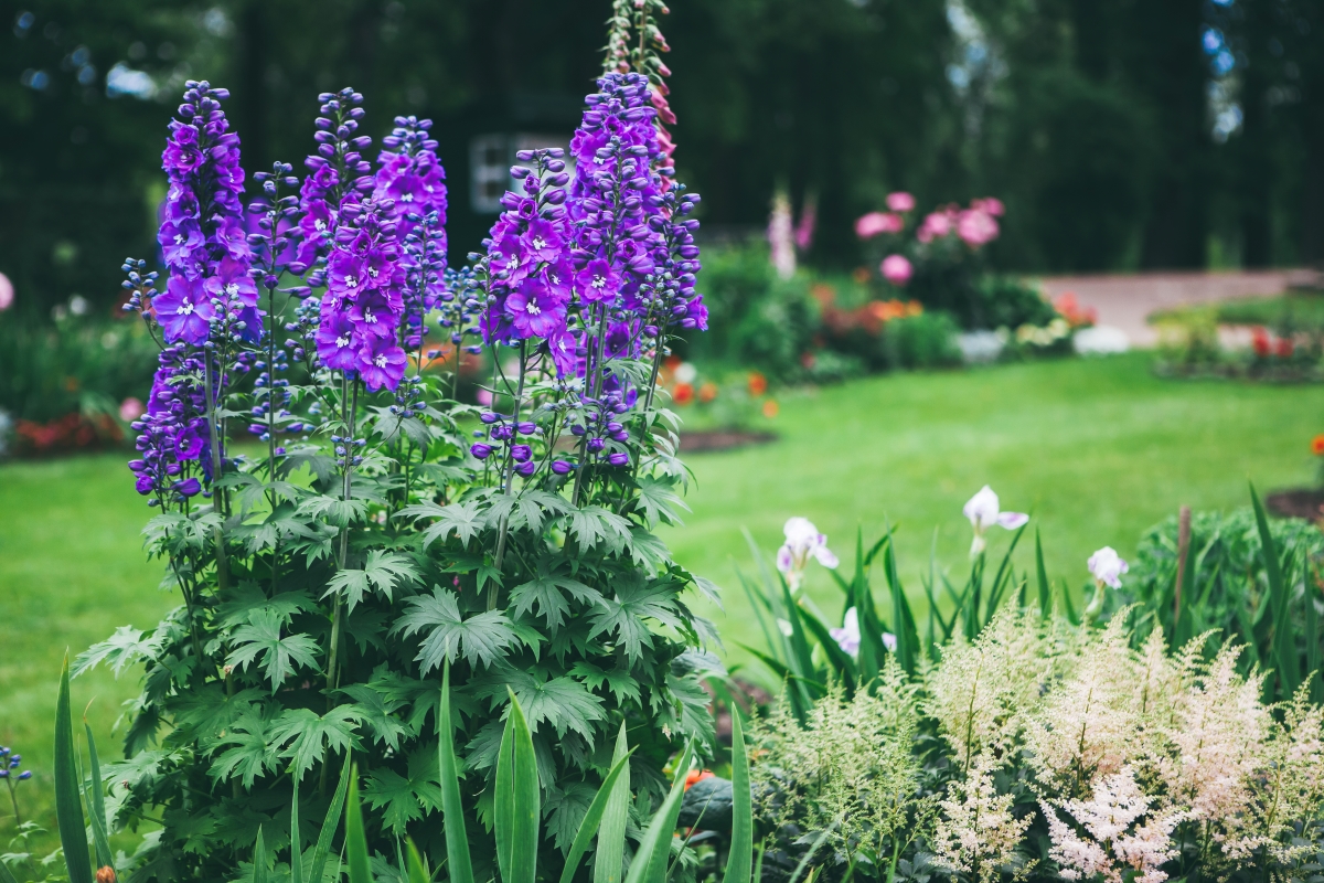 Tall delphinium flower plants in the garden.