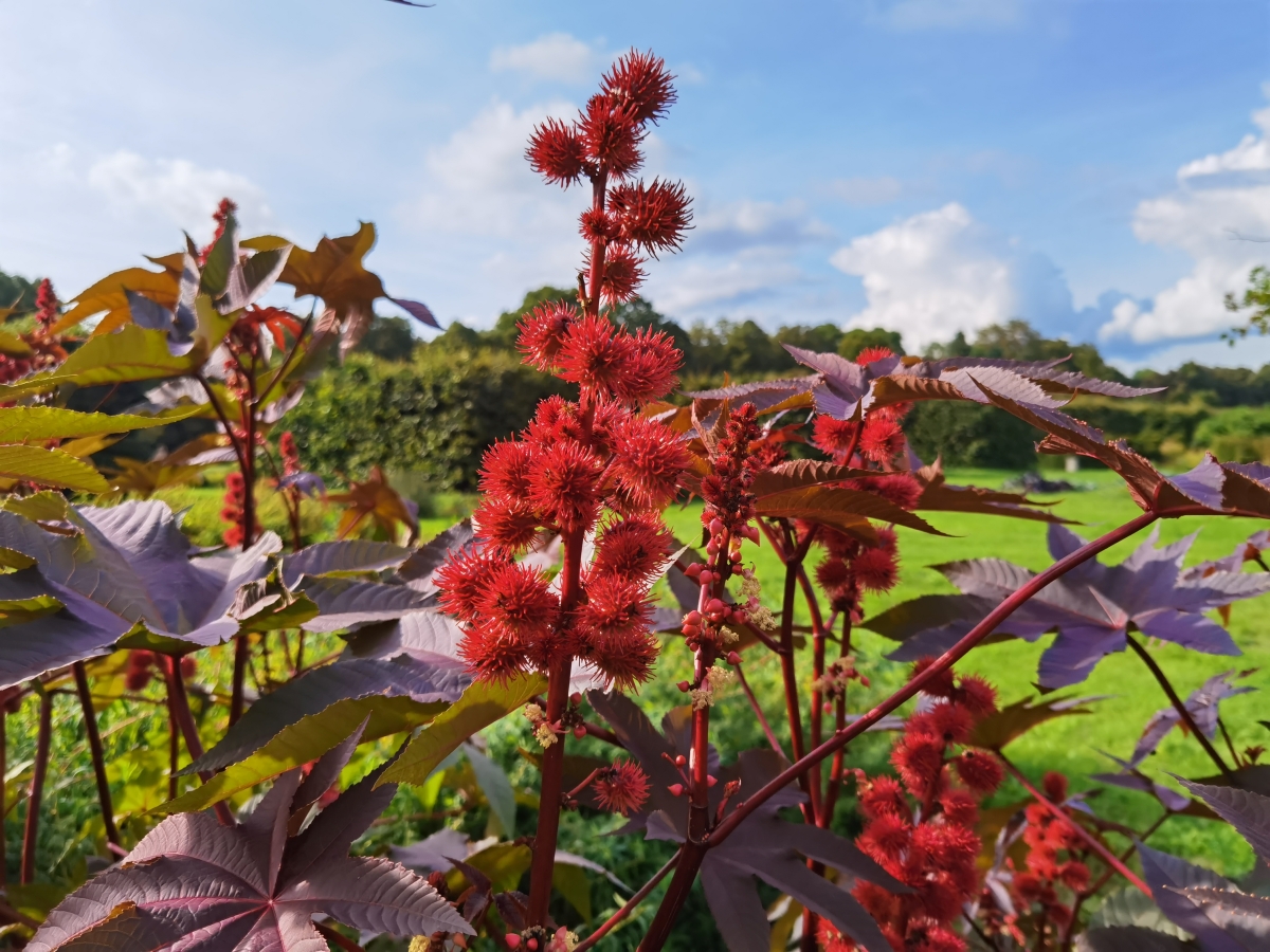 Tall castor bean plant with red prickly seed pods. 