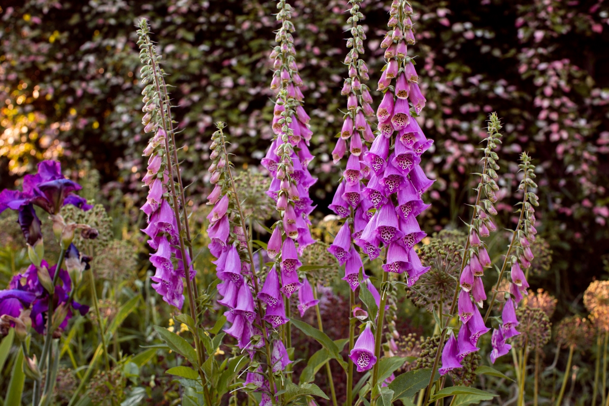 Tall purple foxglove plants.
