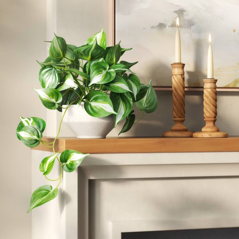 Trailing Pothos Plant