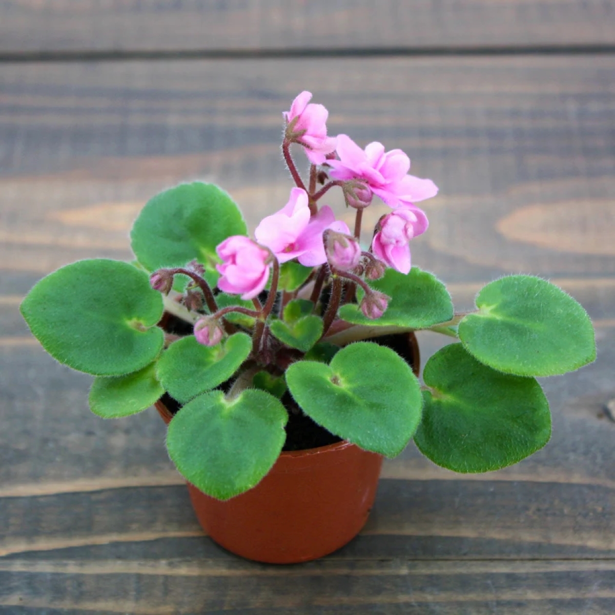 Pink African violet plant.