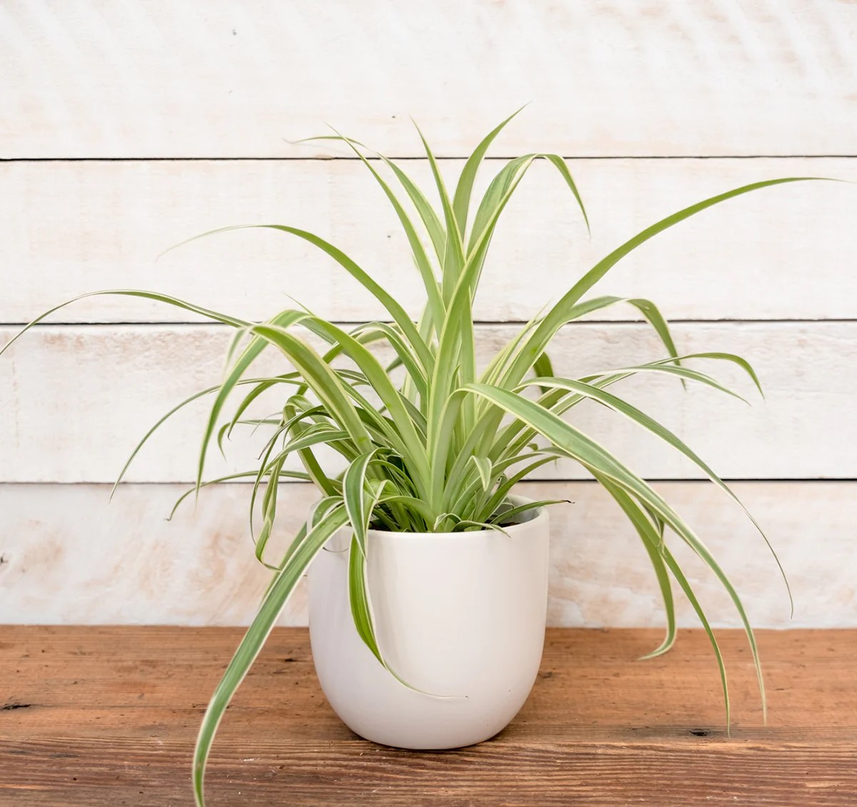 Spider plant in a white vase.