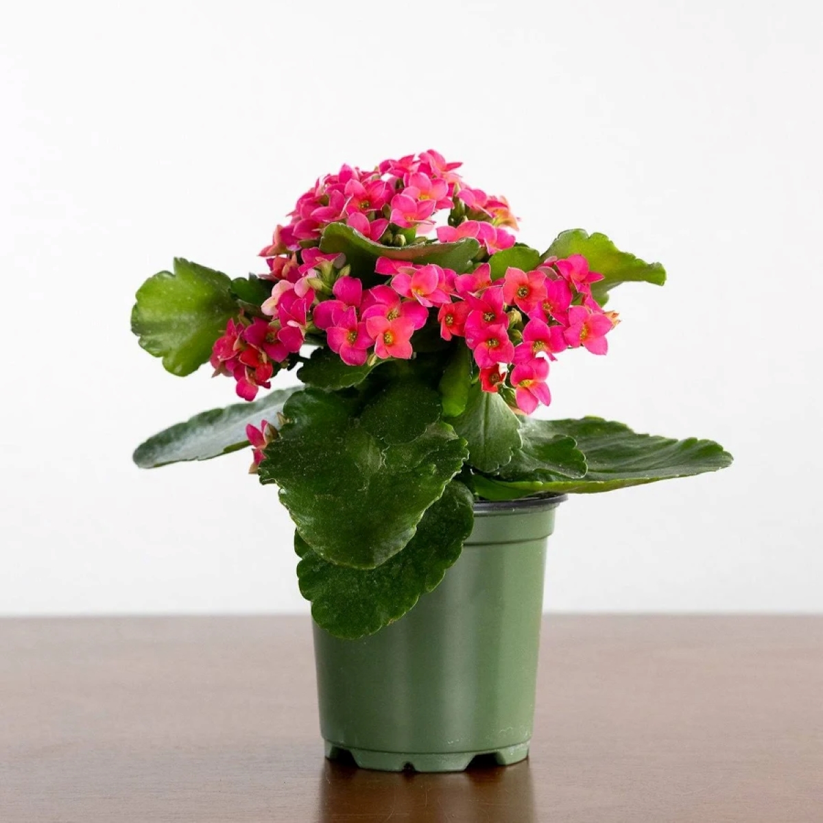 Flaming katy plant with bright pink petals. 