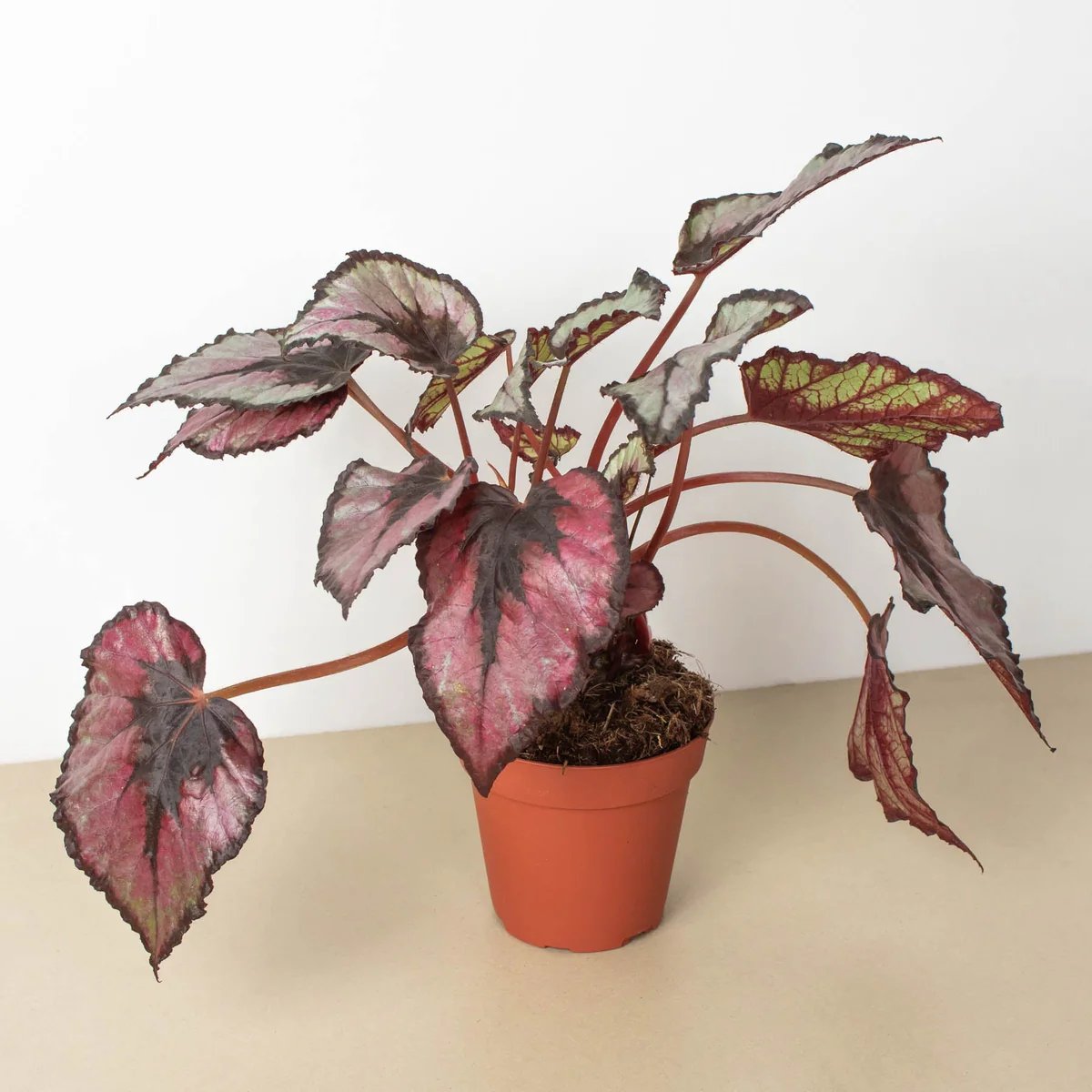 Large begonia plant in pot.