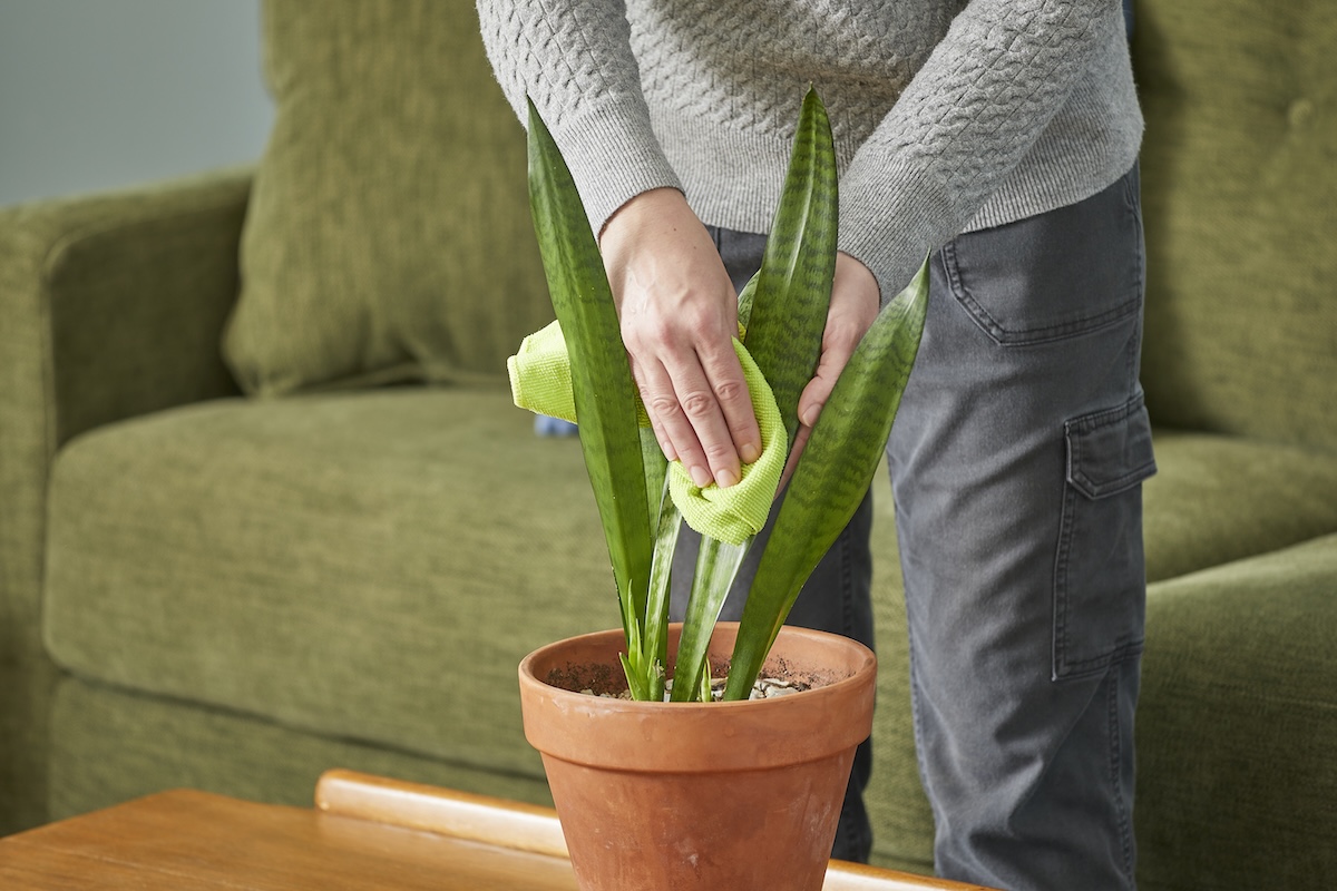 Woman dusts the leaves of a snake plant with a microfiber cloth.