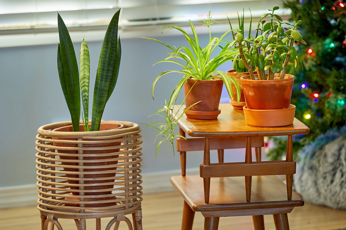 rubber fig house plants Rubber Plant Ficus elastica "Black Prince" (Tropical Live House Plant)   Enchanted Grow