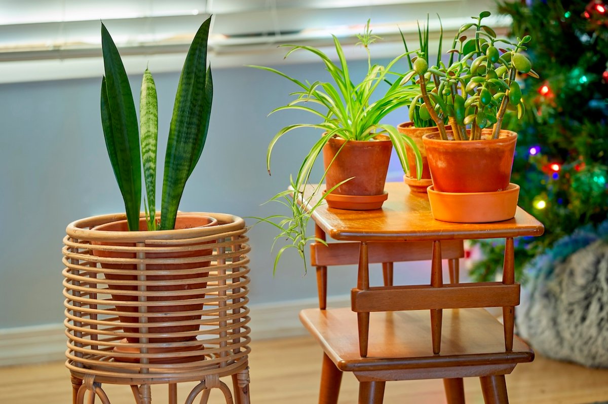 Focus on three houseplants in natural-colored pots with a Christmas tree visible in the background.
