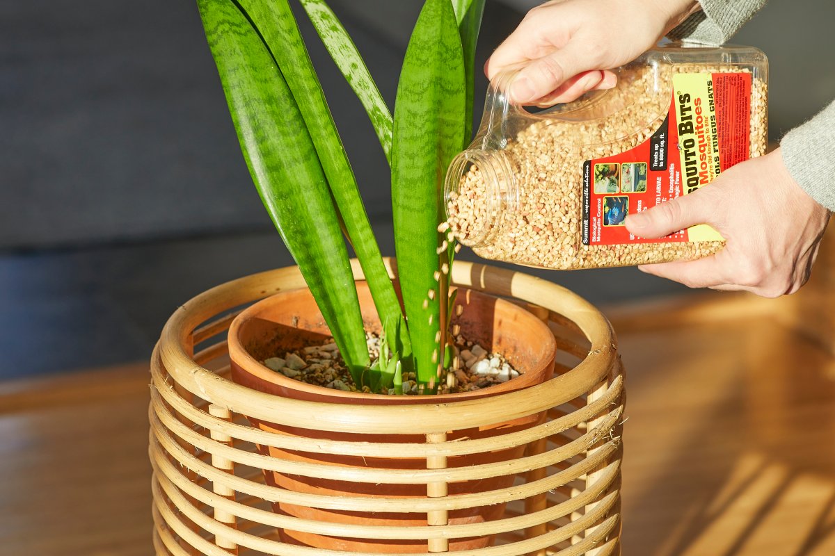 Woman pours mosquito bits into soil of snake plant houseplant.