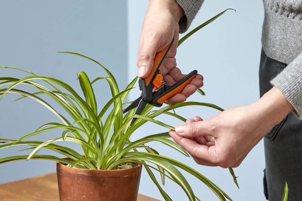 Woman uses herb shears to prune an indoor houseplant.